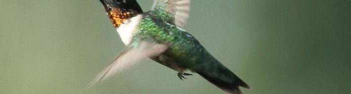 Ruby-throated Hummingbird by Debbie Tromblee