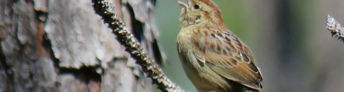 Bachman's Sparrow at Splinterhill Bog (Photo Ken Hare)