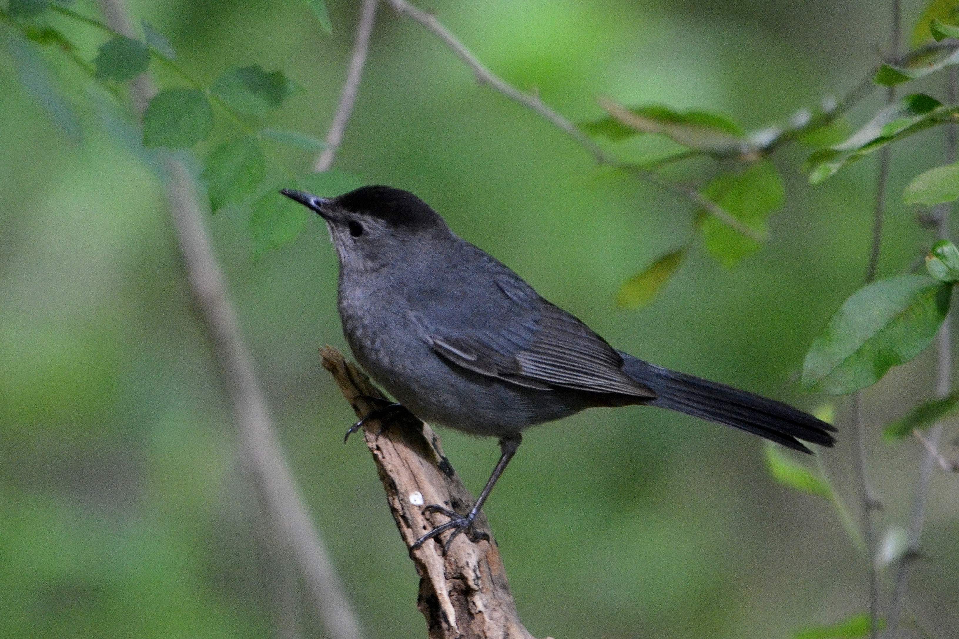 Gray Catbird Alabama Ornithological Society