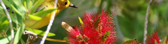 AOS/eBird Project reaches initial goals a year early Prothonotary Warbler on Bottlebrush (Photo Ken Hare)
