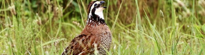 Register for AOS Winter Meeting Northern Bobwhite photo by Harry Dean