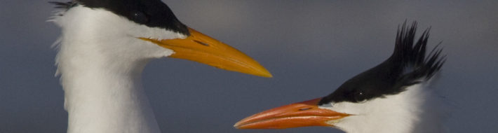 Natural Alabama: ‘County listing’ adds new excitement for veteran birder Geoff Hill Royal Terns (Photo Geoff Hill)