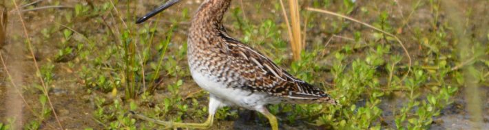 Wilson's Snipe marching (Photo Bob Reed)
