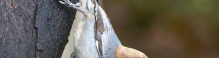 Featured Photographer Bob Reed Brown-headed Nuthatch (Photo Bob Reed)