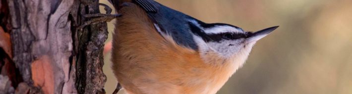 Alabama and nearby GA/FL/TN Audubon Christmas Bird Counts (CBCs) – 2020-21 Male_red_breasted_nuthatch