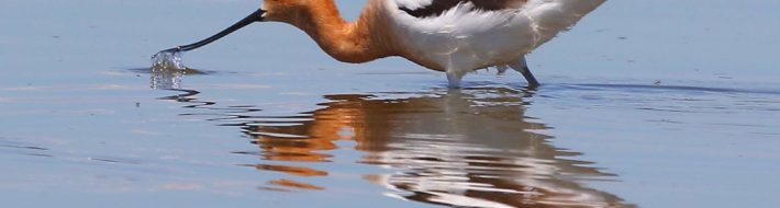 AOS Winter meeting featured Tiffany Kersten and her Birding Big Year… American Avocet alt 7 May 2020 W of Leighton Colbert Co AL BalaChennupati 6333e