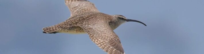 AOS Fall meeting: October 13-15, 2023 Whimbrel_07Jun2021_PelicanPeninsula_DauphinIsland_MobileCo_AL_DavidChernack