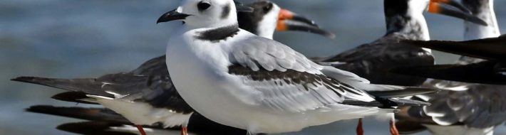 Black-legged Kittiwake 18 Nov 2021 Pelican Peninsula, Dauphin Island, Mobile Co AL Photo by Cynthia Freeman