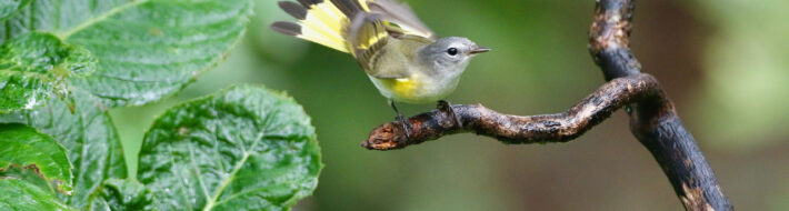 American Redstart photo by Harry Dean