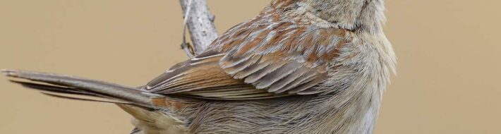 AOS Spring 2023 Meeting features Dwight Cooley discussing the nearly 100 years of bird conservation at Wheeler NWR Bachman's Sparrow photo by Curt Burney