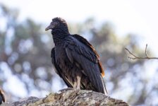 black-vulture-jw-2a