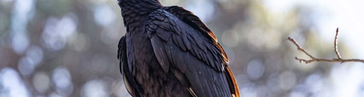 black-vulture-jw-2a