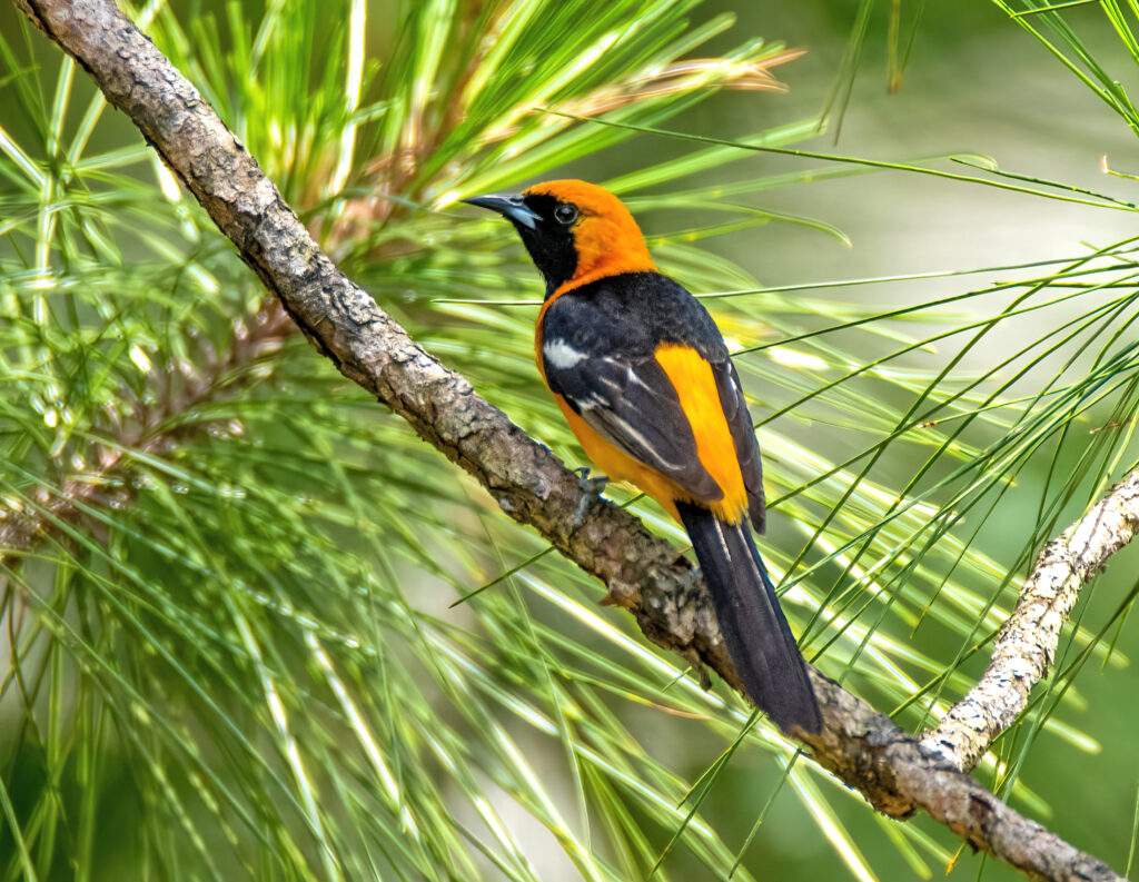 Alabama Ornithological Society